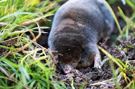 Attēlu rezultāti vaicājumam “Talpa europaea”