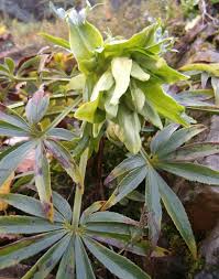 Image result for Helleborus foetidus