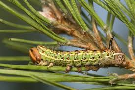 Attēlu rezultāti vaicājumam “Sphinx pinastri”