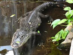 Image result for Alligator mississippiensis