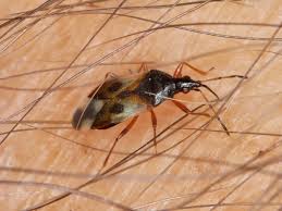 Attēlu rezultāti vaicājumam “Anthocoris nemorum”