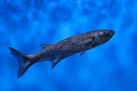 Image result for Chelon labrosus