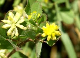 Attēlu rezultāti vaicājumam “Trifolium dubium bud”