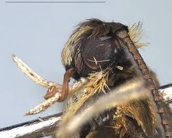 Attēlu rezultāti vaicājumam “Roeslerstammia erxlebella”