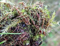 Attēlu rezultāti vaicājumam “Cephalozia bicuspidata sporophyte”