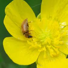 Attēlu rezultāti vaicājumam “Byturus ochraceus”