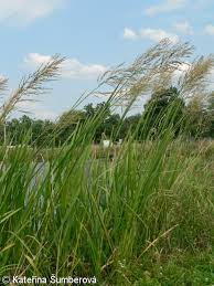 Attēlu rezultāti vaicājumam “Glyceria maxima”