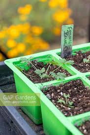 Attēlu rezultāti vaicājumam “Consolida regalis bud”