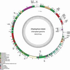 Attēlu rezultāti vaicājumam “Chaetophora pisiformis”