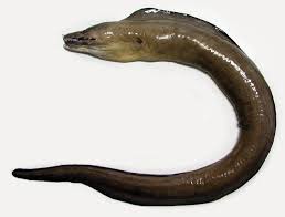 Image result for Gymnothorax vicinus