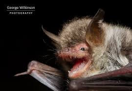 Attēlu rezultāti vaicājumam “Myotis nattereri”