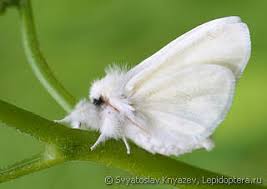 Attēlu rezultāti vaicājumam “Leucodonta bicoloria”