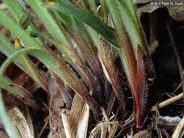 Attēlu rezultāti vaicājumam “Hemitrichia sordivesiculosa sessile”