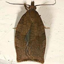 Attēlu rezultāti vaicājumam “Pandemis heparana”