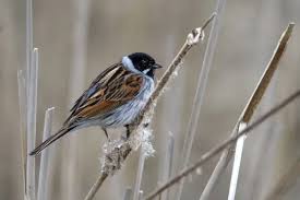 Attēlu rezultāti vaicājumam “Emberiza schoeniclus male”