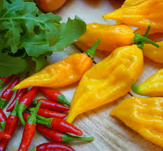 Afbeeldingsresultaat voor yellow fratali hot pepper