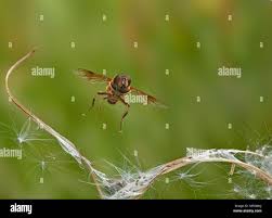 Attēlu rezultāti vaicājumam “Eristalis sp.”