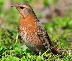 Image result for Turdus naumanni