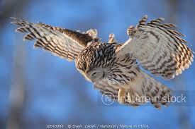 Attēlu rezultāti vaicājumam “Strix uralensis”