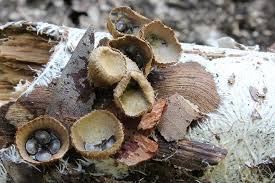 Attēlu rezultāti vaicājumam “Cyathus striatus”