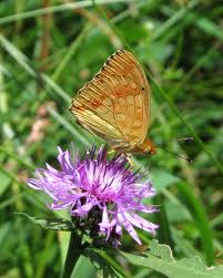 Attēlu rezultāti vaicājumam “Argynnis adippe underside”