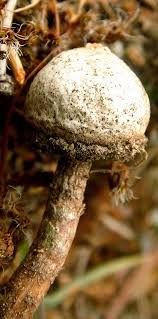 Attēlu rezultāti vaicājumam “Tulostoma fimbriatum”