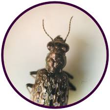 Attēlu rezultāti vaicājumam “Elaphrus cupreus”