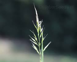 Attēlu rezultāti vaicājumam “Trisetum flavescens flower”
