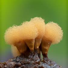 Attēlu rezultāti vaicājumam “Cribraria aurantiaca spores”