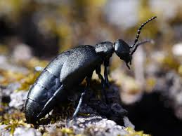 Attēlu rezultāti vaicājumam “Meloe sp.”