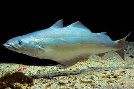 Image result for Pollachius virens