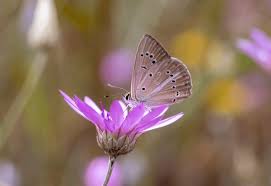 Attēlu rezultāti vaicājumam “Agrodiaetus amandus”