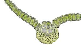 Attēlu rezultāti vaicājumam “Syntrichia virescens”