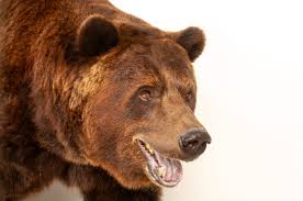 Attēlu rezultāti vaicājumam “Ursus arctos”