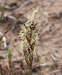 Attēlu rezultāti vaicājumam “Carex arenaria  flower”