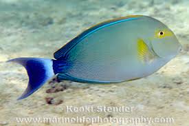 Image result for Acanthurus xanthopterus