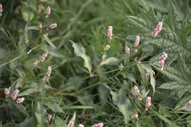 Attēlu rezultāti vaicājumam “Persicaria maculosa”