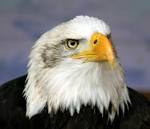 American Bald Eagle. - via Daymix