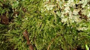 Attēlu rezultāti vaicājumam “Plagiothecium latebricola”