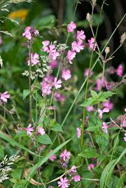 Image result for Silene dioica