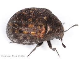 Attēlu rezultāti vaicājumam “Cytilus sericeus”