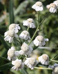 Attēlu rezultāti vaicājumam “Achillea salicifolia flower”