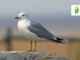 Attēlu rezultāti vaicājumam “Larus canus”