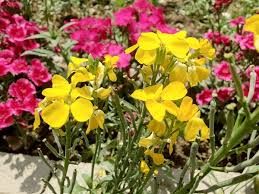 Image result for Cheiranthus cheiri