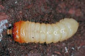 Attēlu rezultāti vaicājumam “Cerambycidae larva”