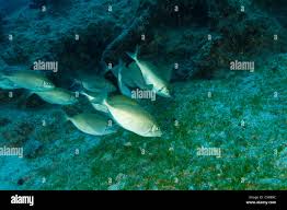 Image result for Siganus rivulatus