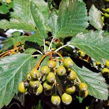 Attēlu rezultāti vaicājumam “Sorbus intermedia fruit”
