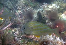 Image result for Archosargus rhomboidalis