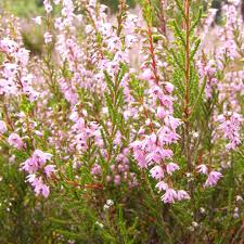 Attēlu rezultāti vaicājumam “Calluna vulgaris flower”