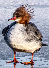 Attēlu rezultāti vaicājumam “Mergus merganser female”